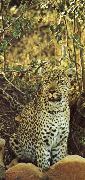 unknow artist Misstanksamt and furiost am guarding leoparden sits loot oil painting on canvas